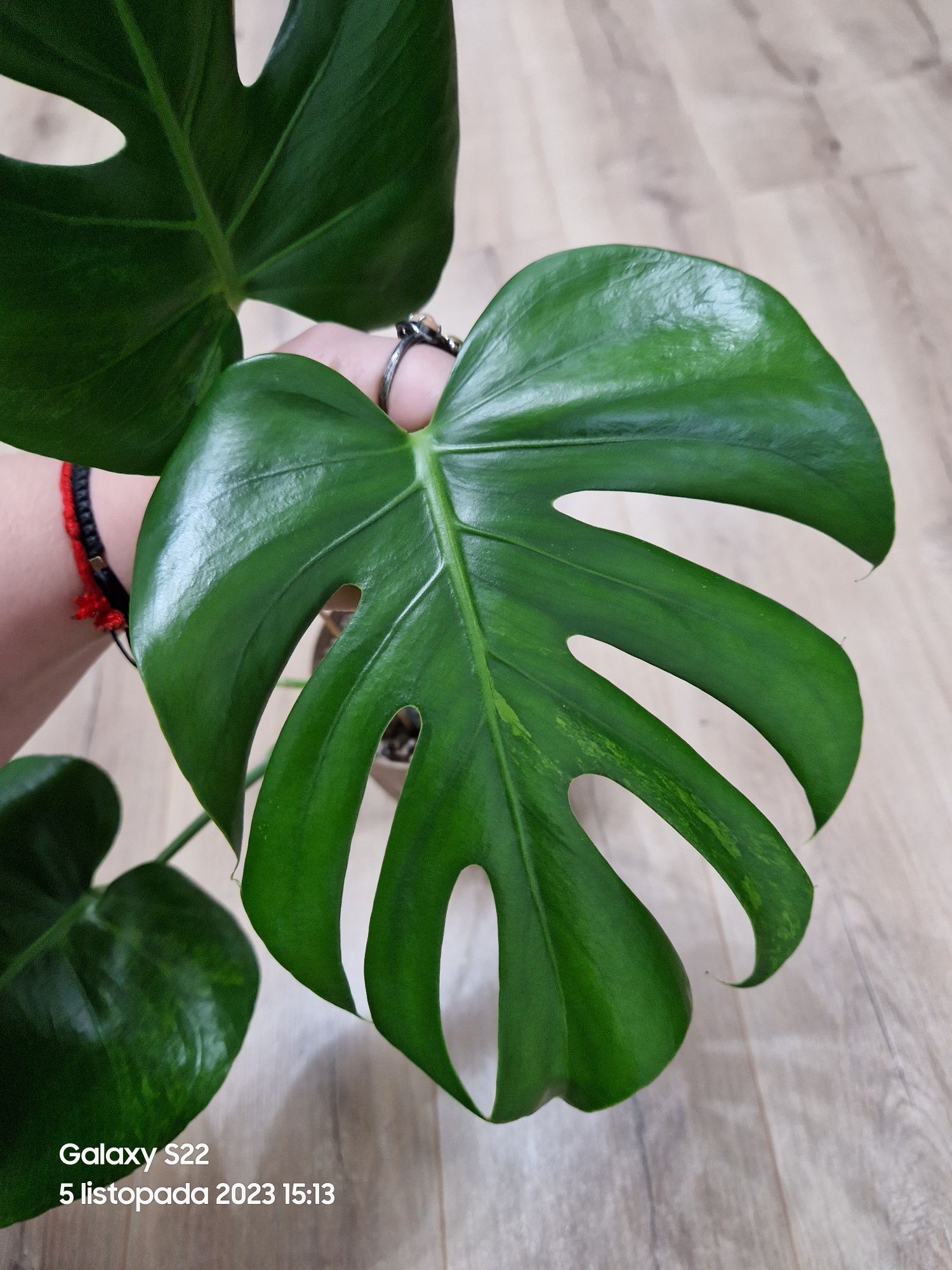 Monstera Green on Green