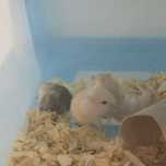 Hamsters siberiano bebés