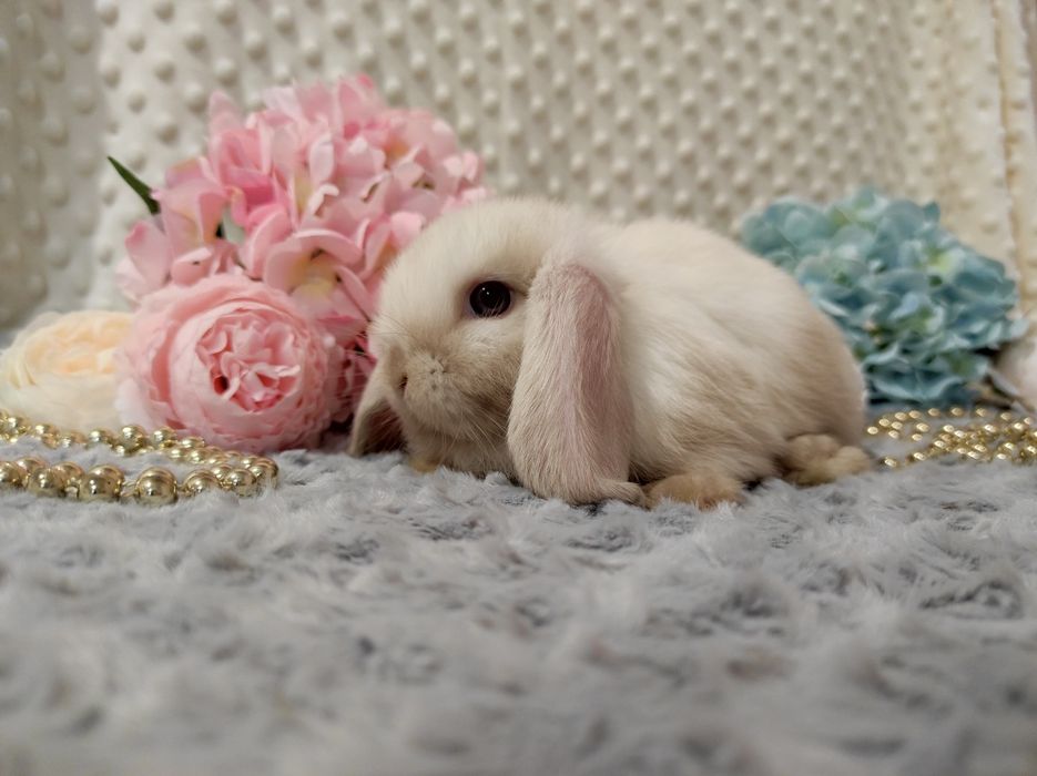 Mini Lop Króliczki Seal Point-Frosty Point Czysta Rasa z WYPRAWKĄ