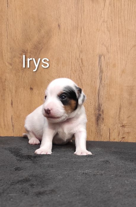 Parson Russell Terrier