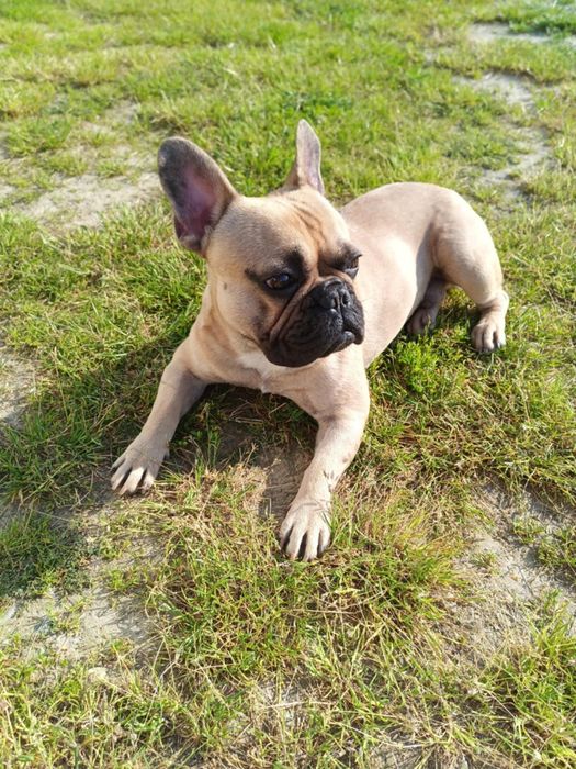 Buldog francuski  REPRODUKTOR