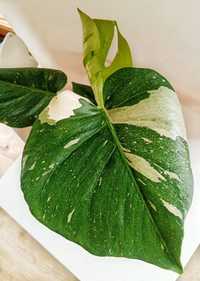 Monstera thai duża