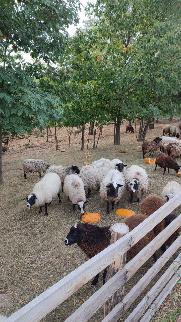 Продам баранину,ягнятіну живою вагою або тушкой