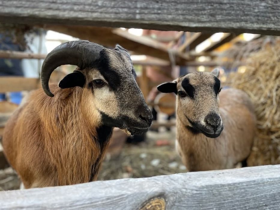 Owce/barany Kameruńskie