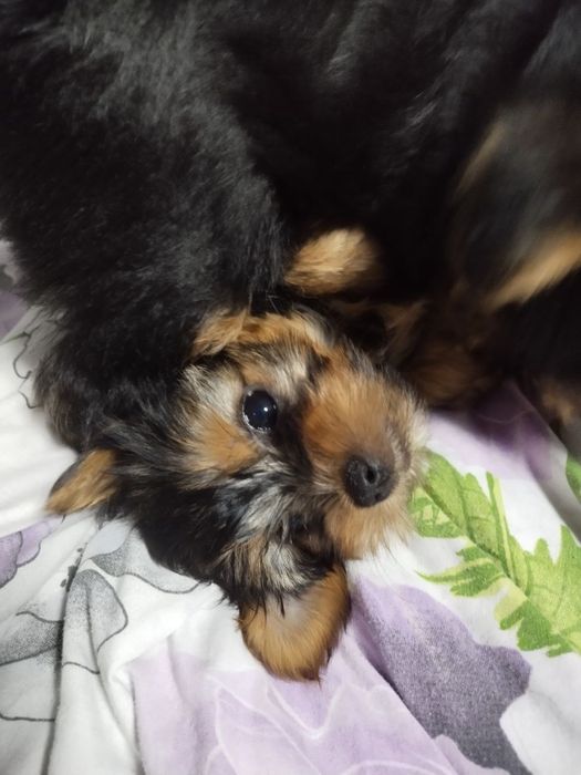 Йоркширский терьер