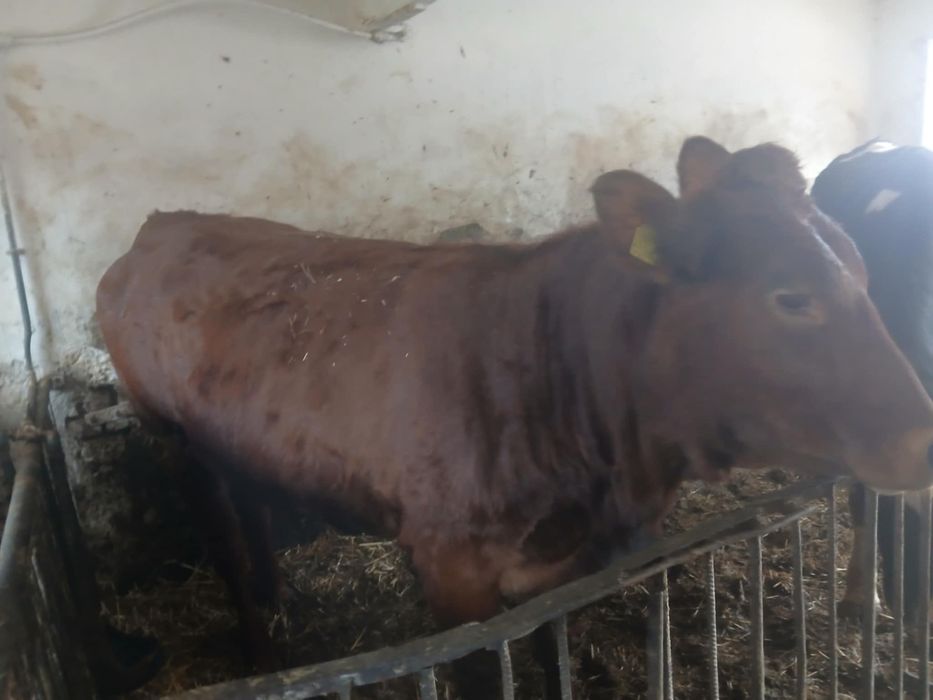 Szprzedam Jałówkę cielną