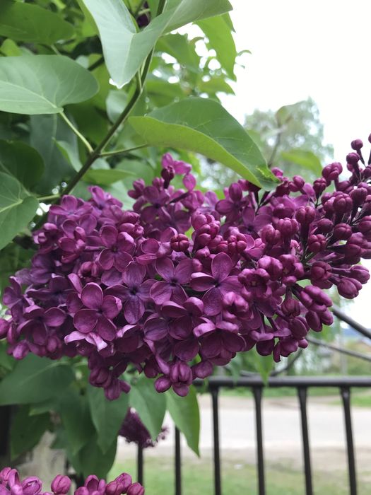 Крупная сирень ( бузок)