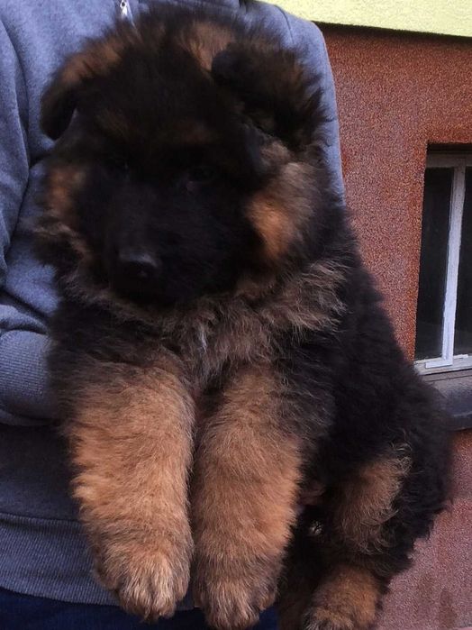 Owczarek niemiecki długowłosy przepiękny szczeniak