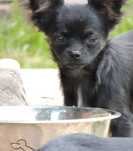 Chihuahua suczka długowłosa ZKwP/FCI