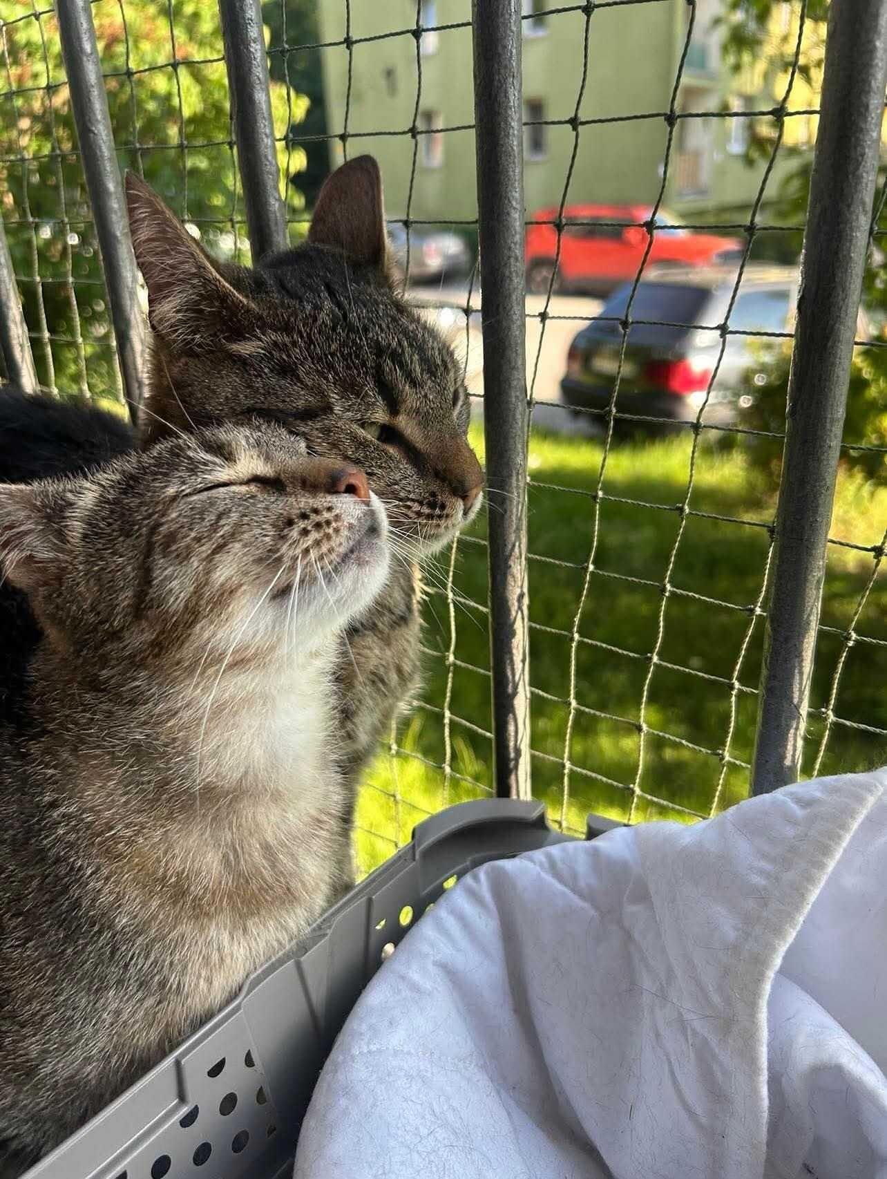 kotka 3 l pyza dom tymczasowy aktualne