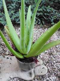 Planta medicinal Aloe Vera