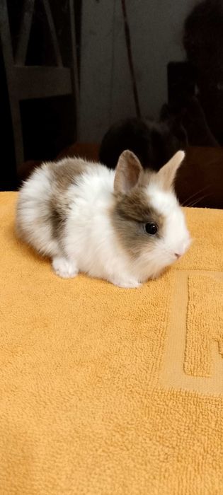 Króliczki miniaturki