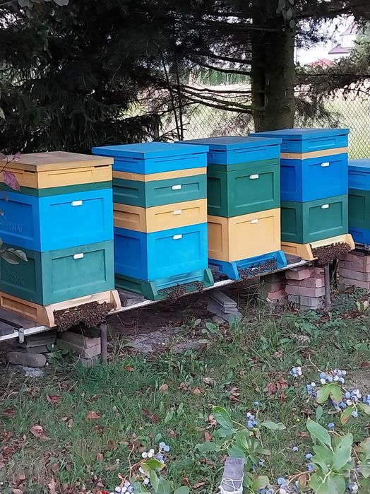 Pszczoły rodziny pszczele z ulem Burnat wielkopolskie