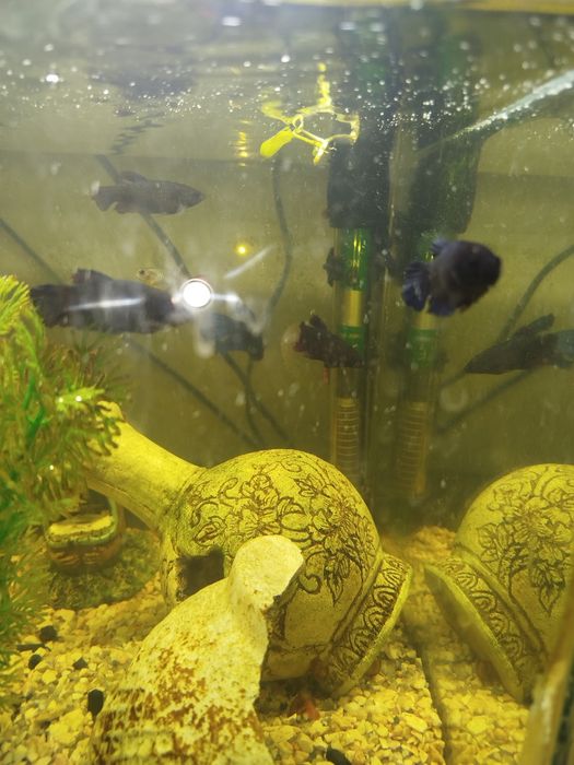 Peixes bettas para venda  criaçao própria