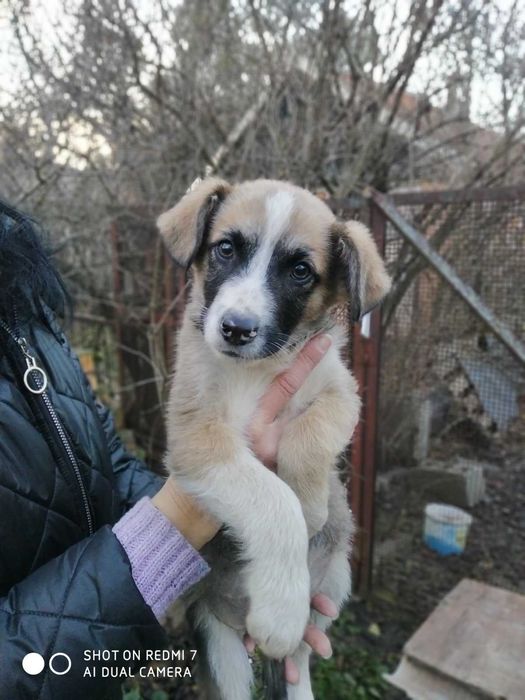 Цуценята в добрі руки!