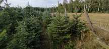 Choinki - świerk srebrny/kłujący (picea pungens) wys. 1,7m-2,5m