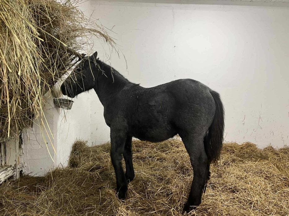 Sprzedam ogierka zimnokrwistego