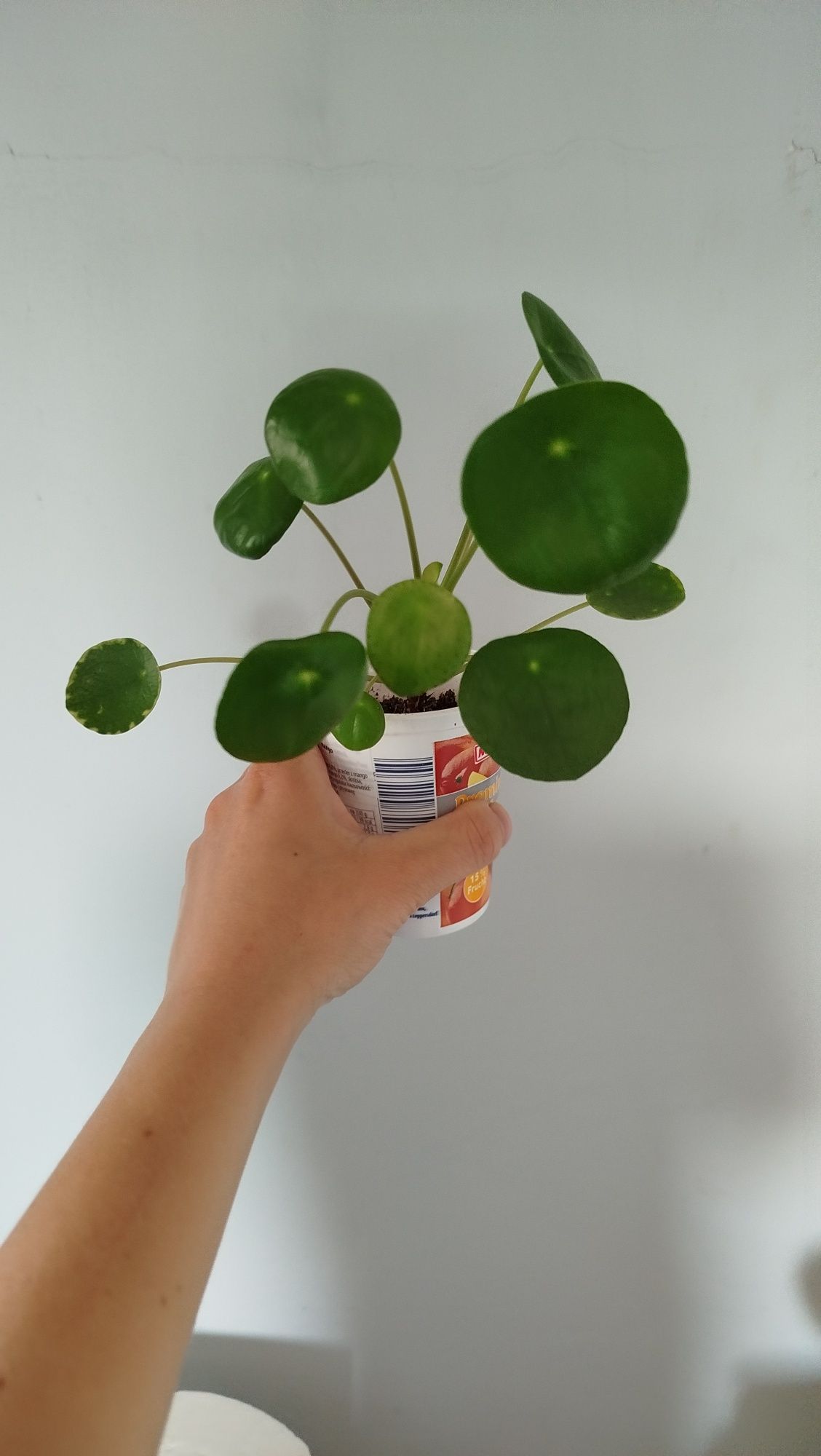 Pilea peperomioides kwiatek roślina doniczkowa Pieniążek pieniążki