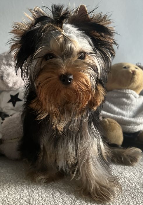 Yorkshire Terrier