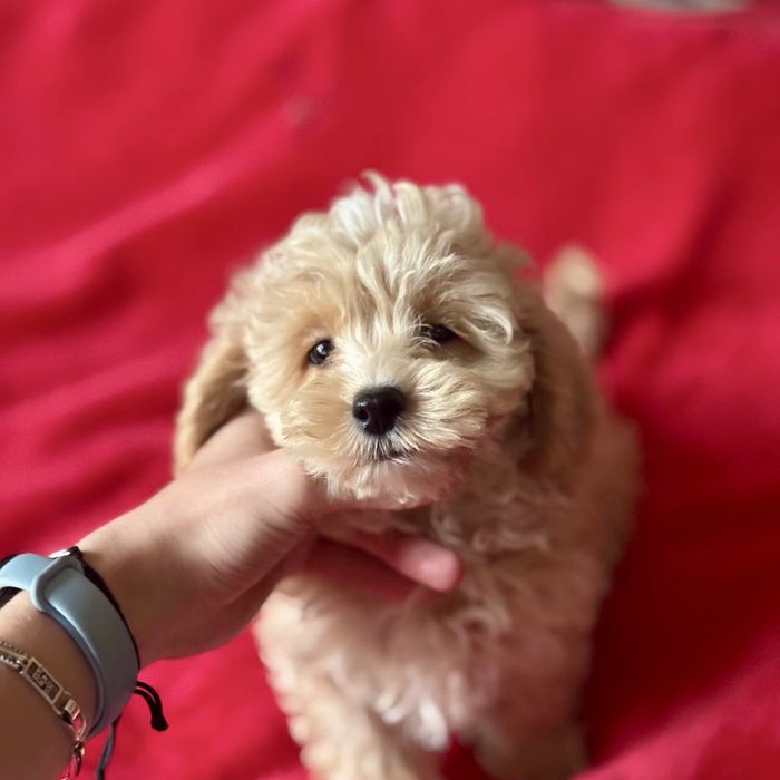 Мальтипу малыш карамелька