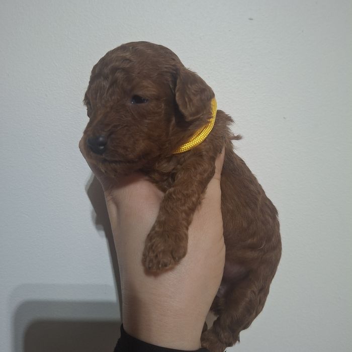 Pudel toy/miniatura sunia