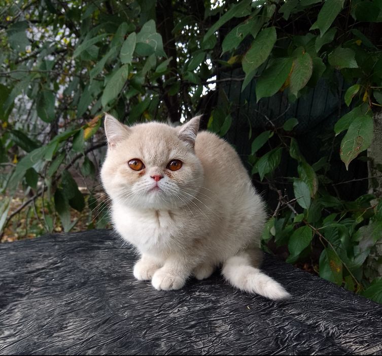 Экзотка,кошечка экзот, девочка