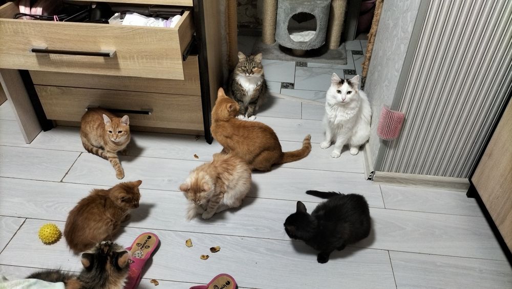 Буду вдячна за допомогу для хвостиків