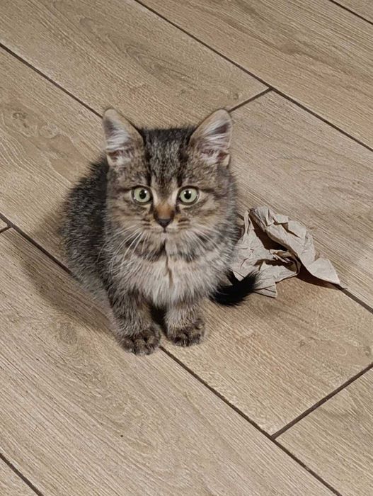 Кошеня у добрі руки!