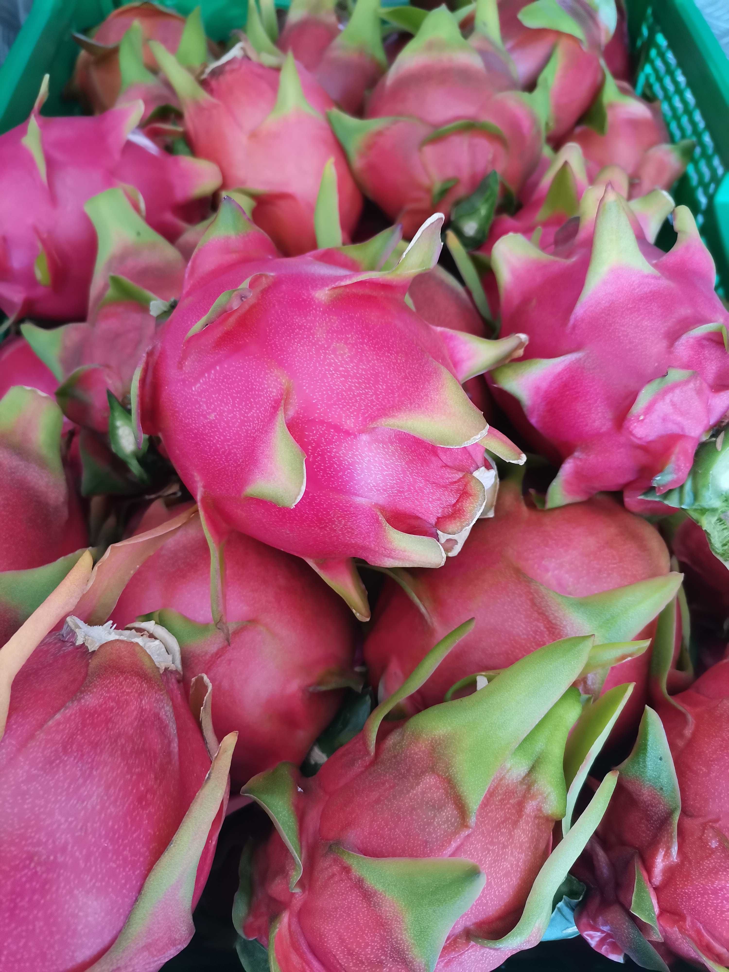 Pitaya - fruto produção nacional