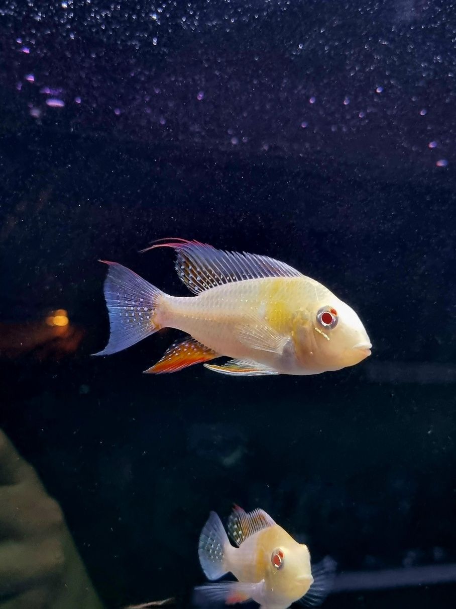 Acarichthys heckelii albiono/ ziemiojad albinos