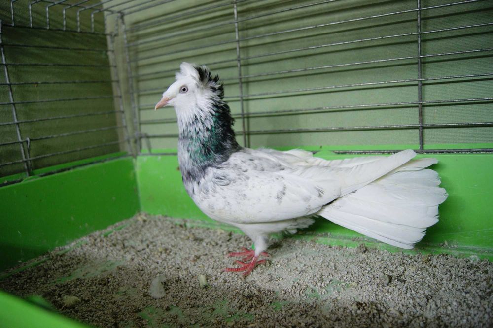 Gdański Sokół z rok.25