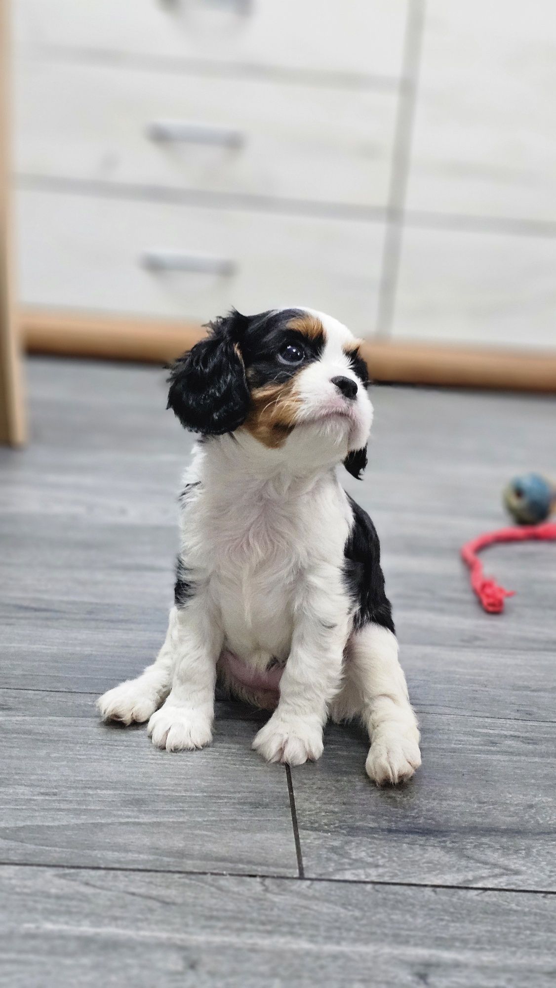 Cavalier King Charles Spaniel
