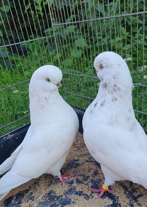 English long face angielski long faced angielski średniodzioby