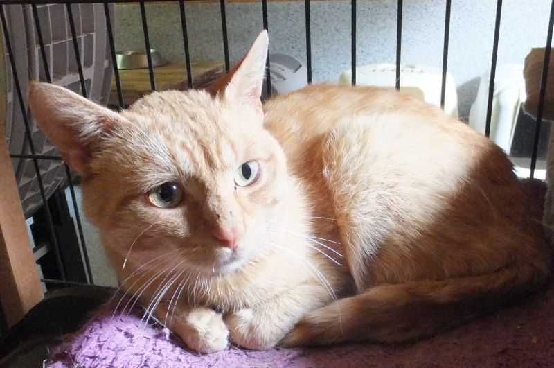 CZECZOT rudy kot , kontaktowy, miły, dorosły do adopcji
