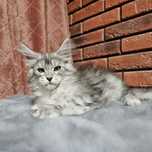 Koteczka Maine coon rodowód Fpl do hodowli,  hodowlany