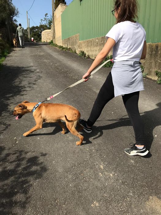 Pet Sitting & Dog Walking em Sintra