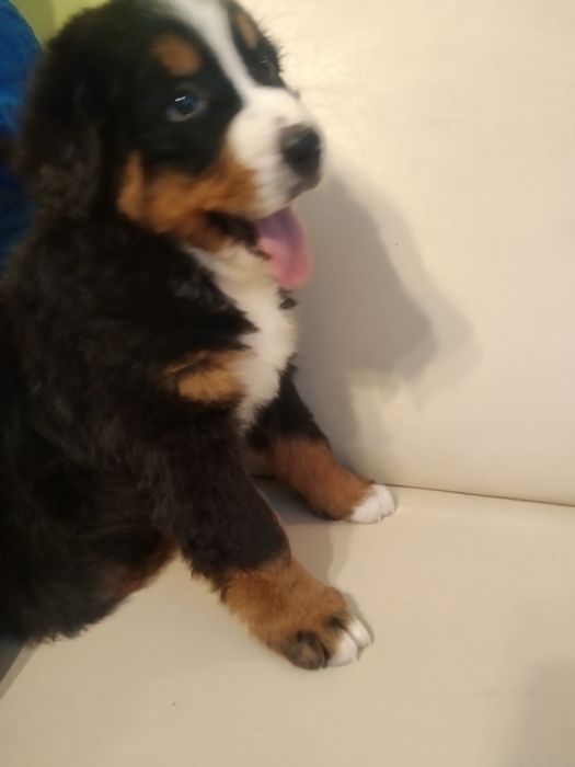 berneński pies pasterski