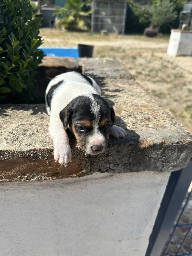 Magnífico menino jack russel