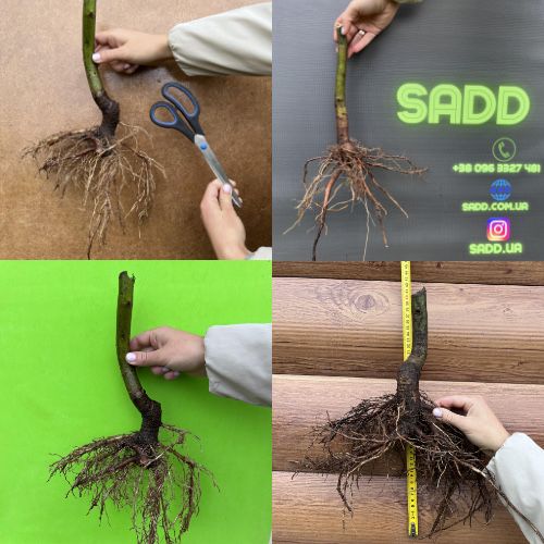 Однорічна промислова Павловнія із насіння сорт PaoTong07 Павловния 1см