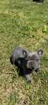 Buldog francuski blue