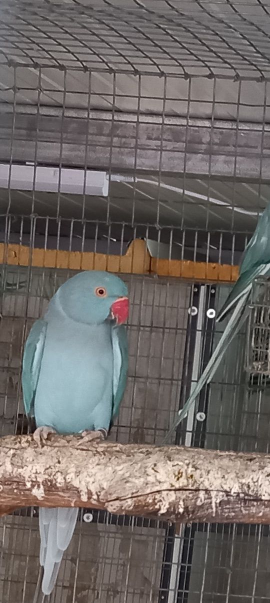 Ring necks adultos e novos. Várias mutações , CCs e / CC
