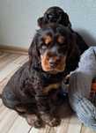 Cocker spaniel angielski