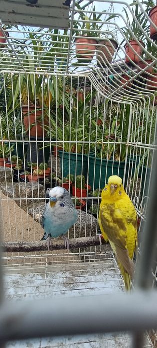 Casal periquitos asa negra