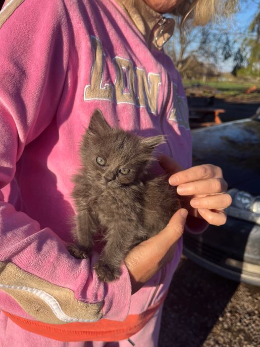 Віддам в хороші руки