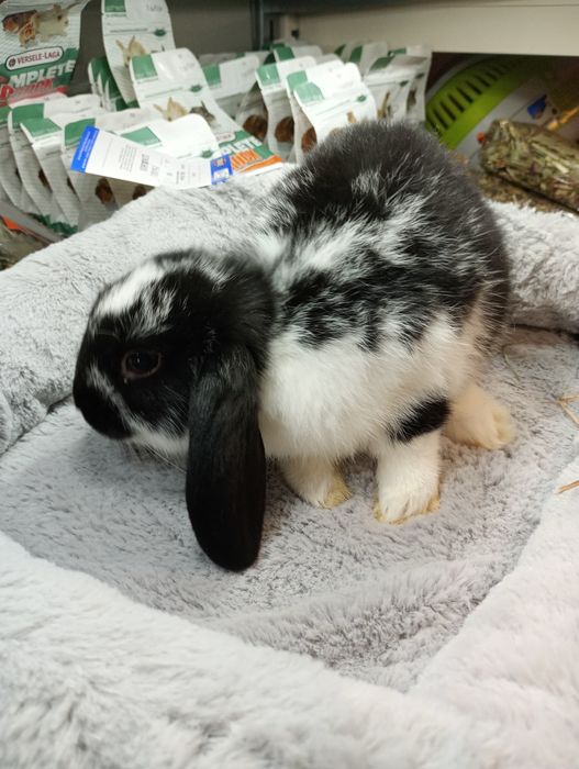 Króliki Baranki 2szt