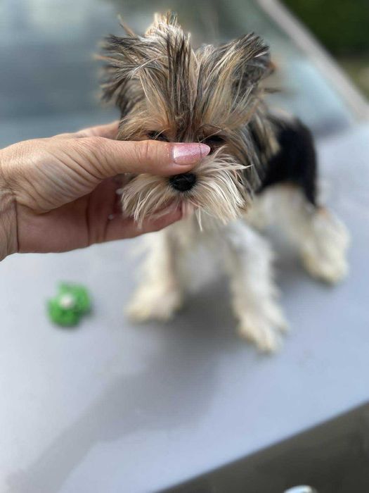 Koksik śliczny mini Yorkshire terrier 1.20 kg paszport biewer