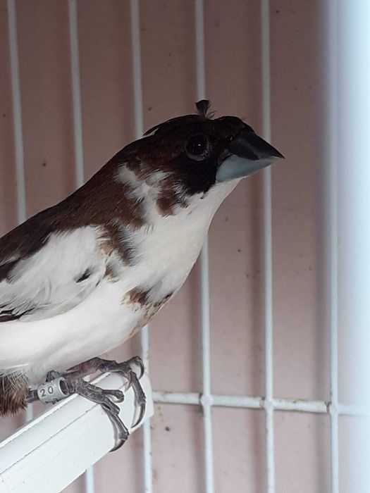 Bengalins 12 unidades