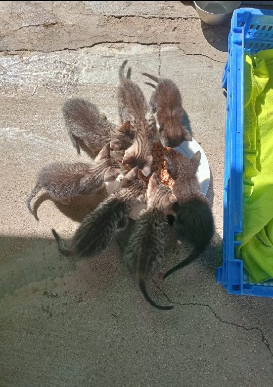 Dá se gatinhos (as)