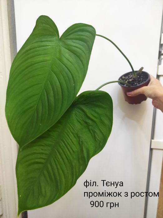 Філодендрон Тєнуа