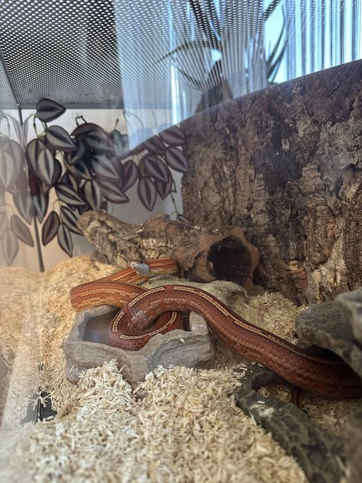 Wąż zbożowy + terrarium